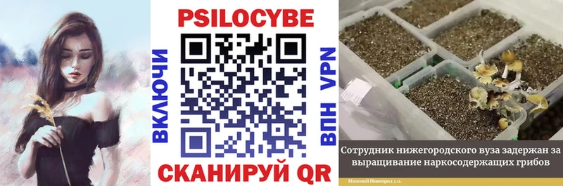 где можно купить   Духовщина  Галлюциногенные грибы Magic Shrooms 